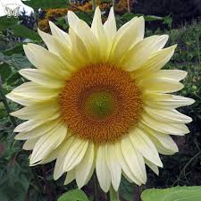 Sunflower Seeds for Planting white