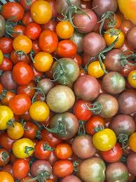 Erbstück Tomatensamen zum Pflanzen