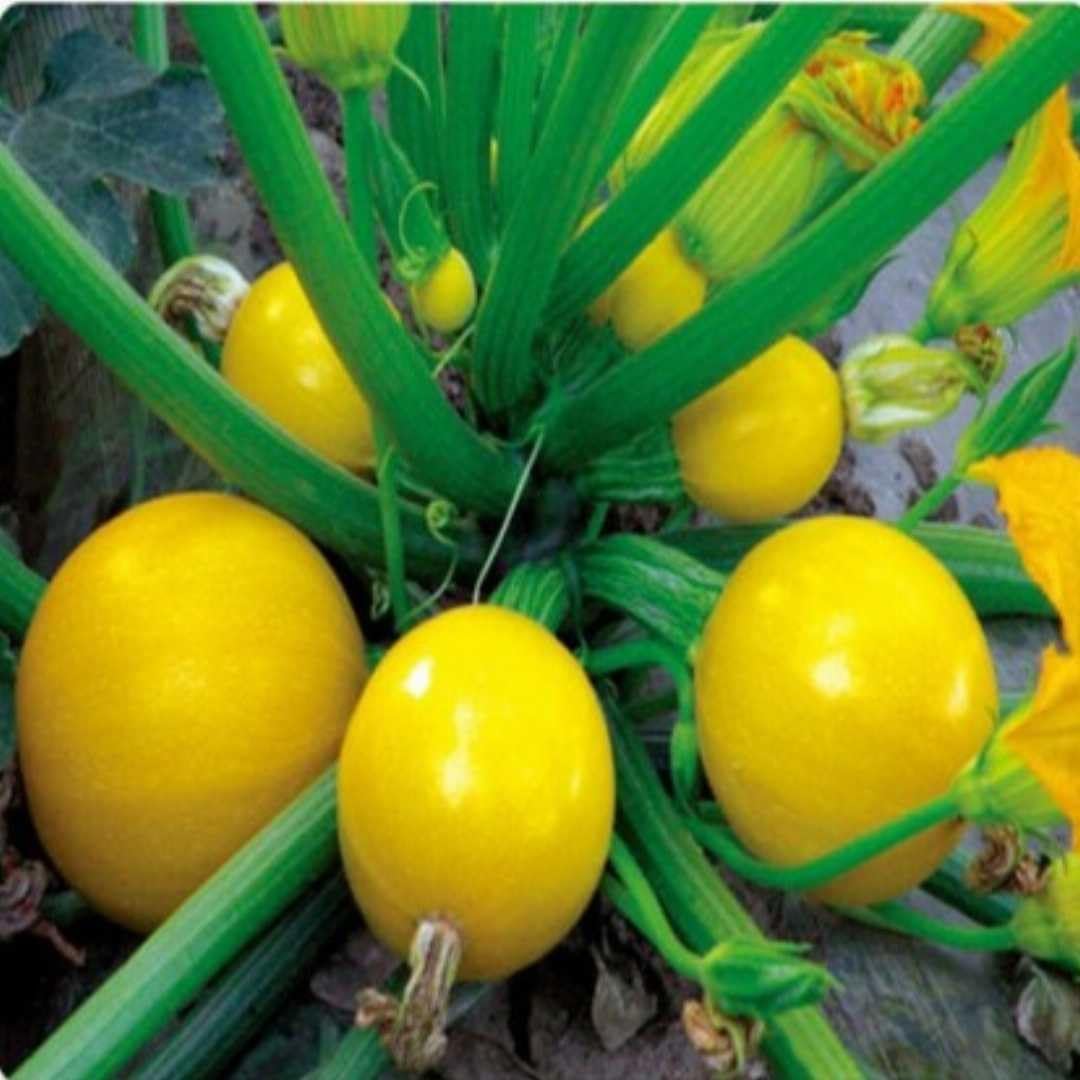 Graines de légumes de courgette verte jaune