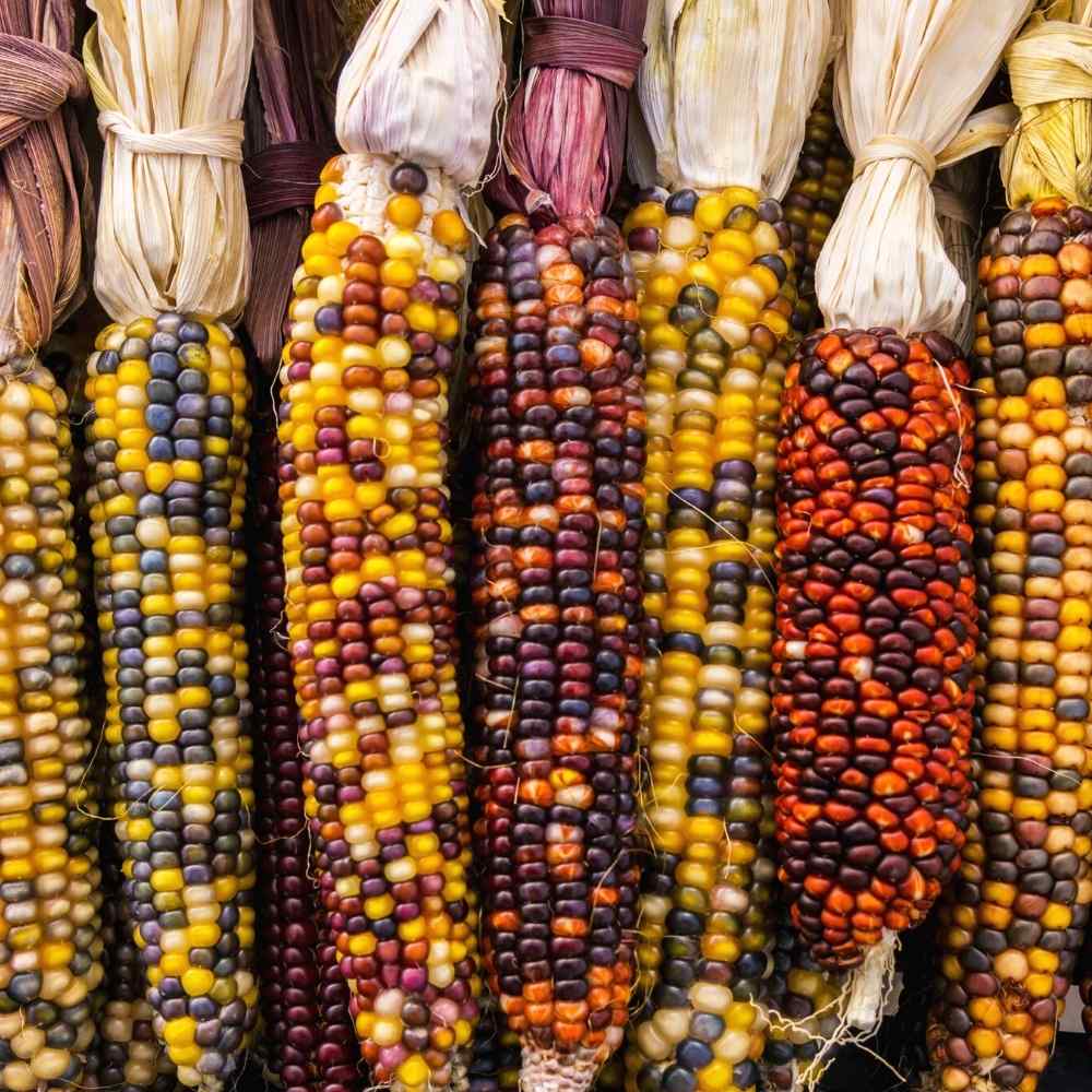 sweet corn seeds for planting Colorful Rainbow Sweet Corn Seeds for Planting – Heirloom, Non-GMO, Ea – Pure Asia Seeds