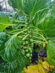 Semi di cavolini di Bruxelles - Germinazione precoce