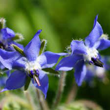 Borage Seeds for Planting – Thick Blue Flowers