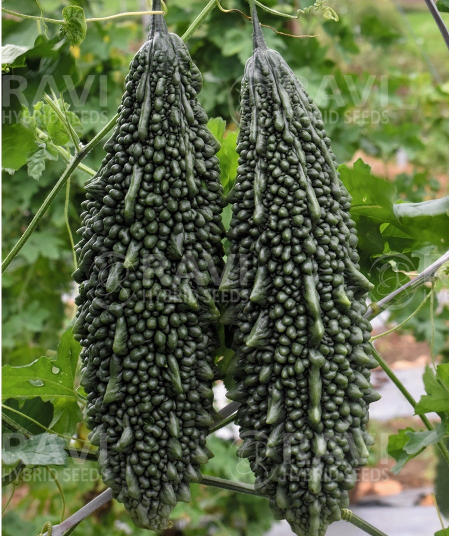 Schwarze Bittermelonen-Samen zum Pflanzen