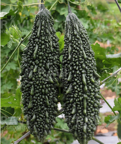 Schwarze Bittermelonen-Samen zum Pflanzen