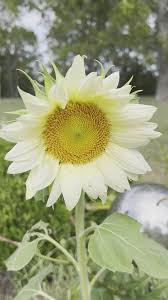 Sunflower Seeds for Planting white