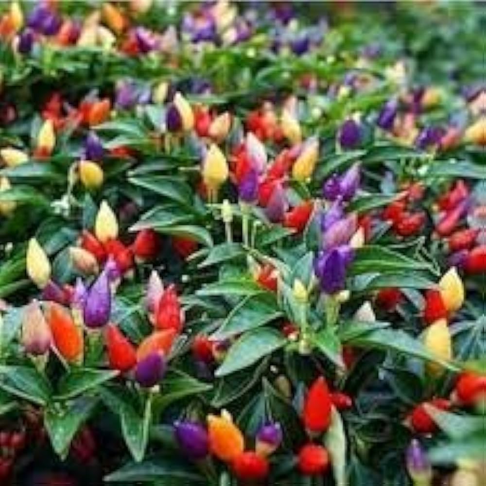 ホットペッパー種子コレクション – 植えるための