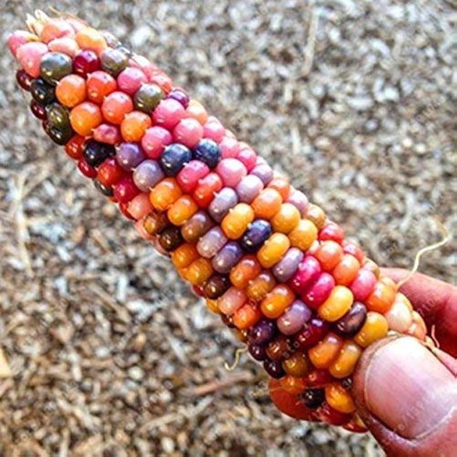 カラフルな虹色スイートコーンの種