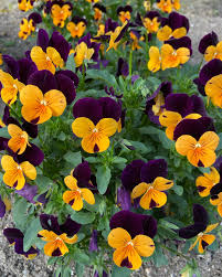 Johnny Jump Up Seeds – Orange for Planting