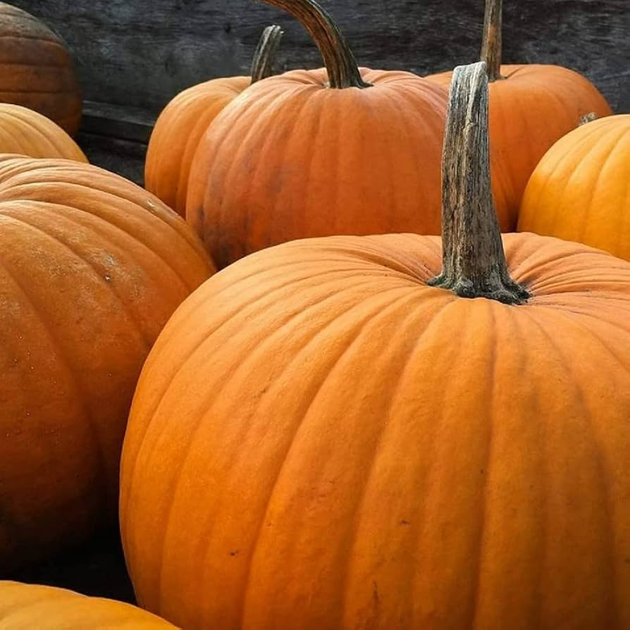 Semi di Zucca Big Max – Ereditarie Non-OGM