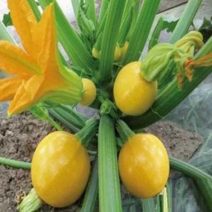 丸ズッキーニの種まき用