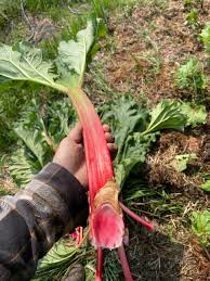 Graines de rhubarbe Rare Légume patrimonial pour plantation Géant Non OGM