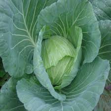 Fresh Garden Cabbage Seeds