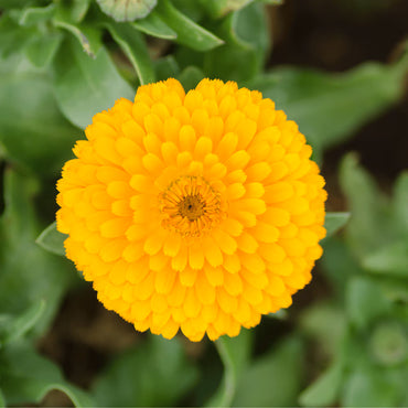 Yellow Zinnia seeds for planting