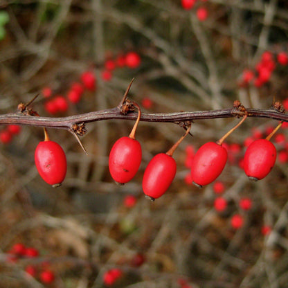 Japanese Barberry Fruit Seeds