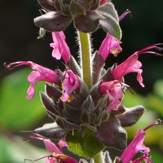 Salvia Spathacea Flower Seeds