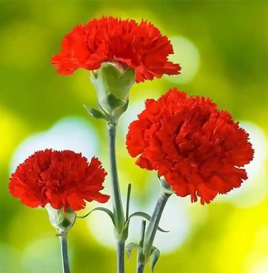 Scarlet Carnation Flower Seeds