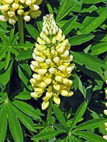 Lupine Wildflower Seeds yellow & white