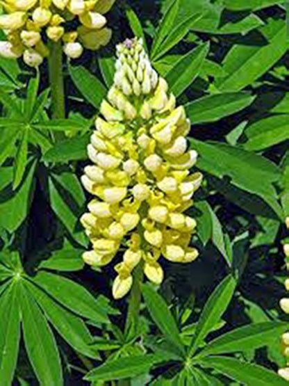Lupine Wildflower Seeds yellow & white