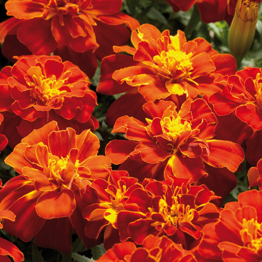 French Marigold 'Safari Red' – Bold & Vibrant Garden Flower