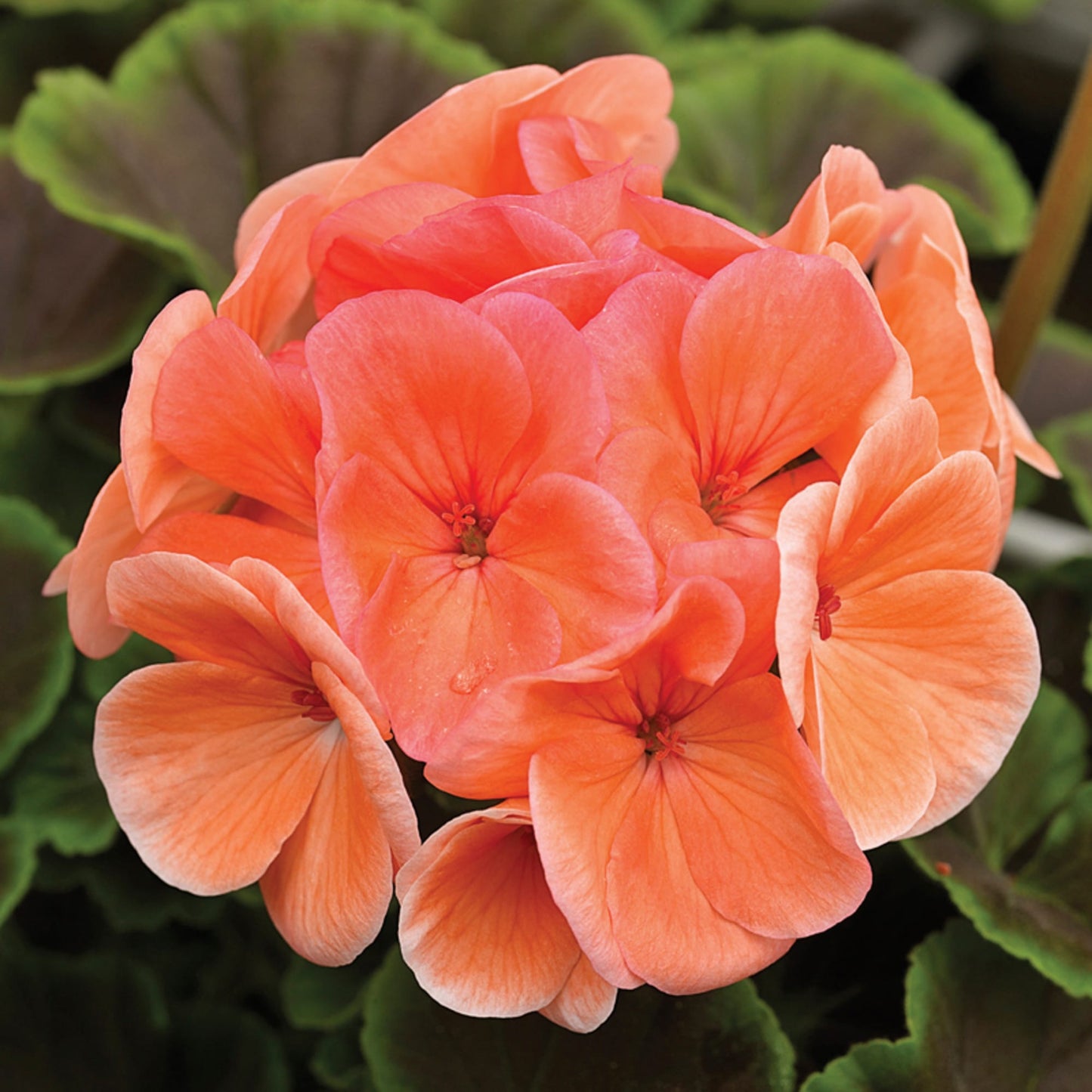 Pelargonium Flower Seeds