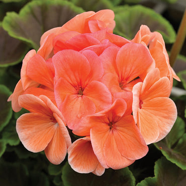 Pelargonium Flower Seeds