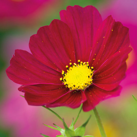 Cosmos Bipinnatus Dazzler Flower Seeds