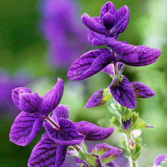 Salvia Viridis Flower  Seeds