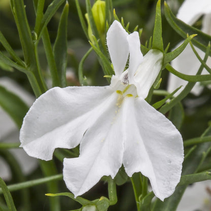 White Lobelia Erinus Flower Seeds