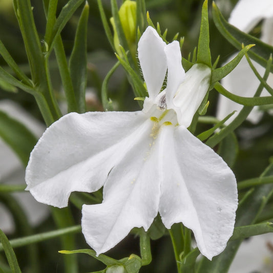 White Lobelia Erinus Flower Seeds