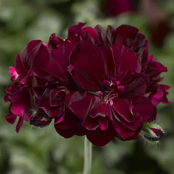 Dunkelburgunder Geranien Blumensamen zum Pflanzen Sonnenliebende Erbstücksamen & GVO-freie Samen für den Hausgarten

Verkauf