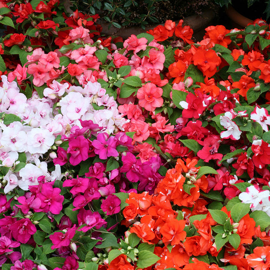 Double Impatiens Flower Seeds