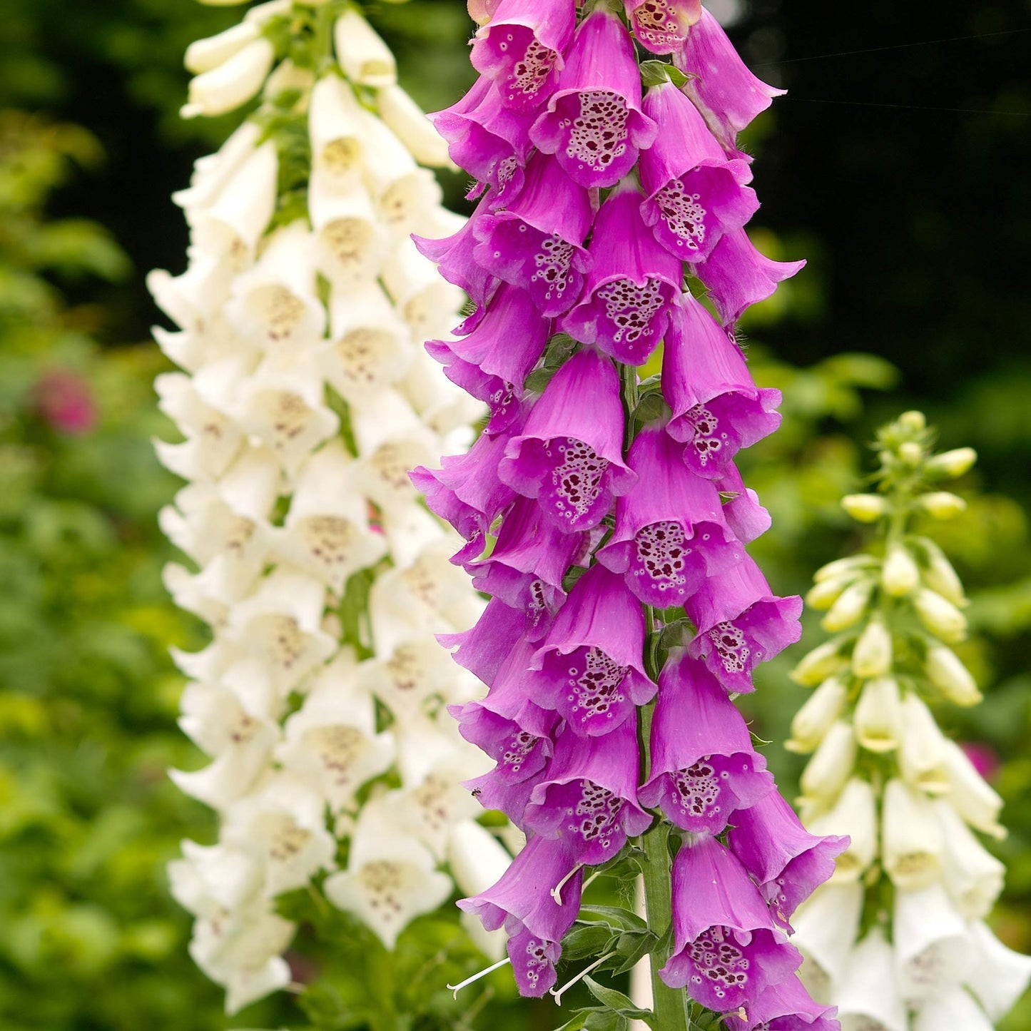 Foxglove Seeds Digitalis Mix