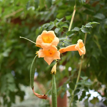 Campsis Radicans Flava Flower Seeds