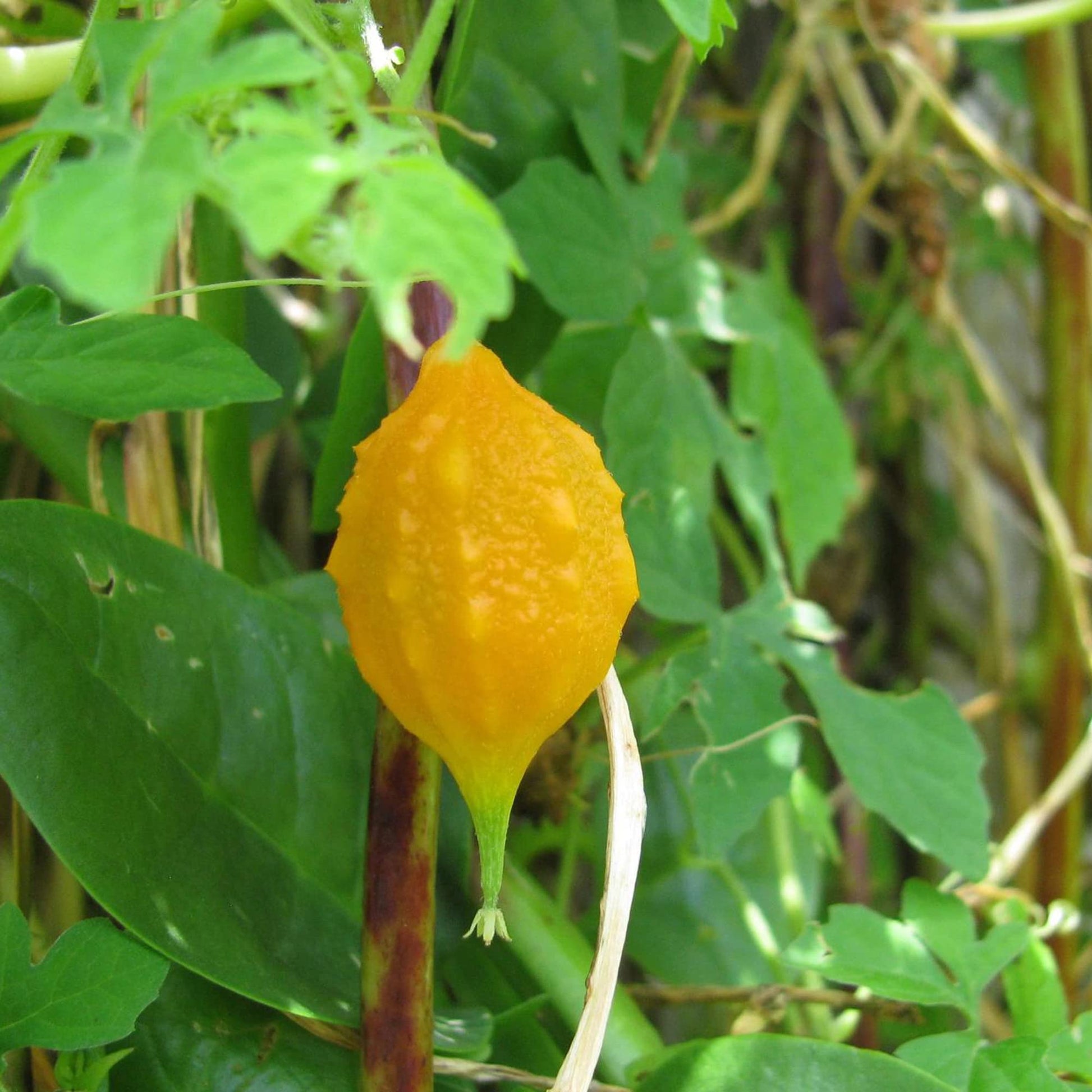 sera seed plant Jamaican Cerasee (Momordica charantia) Vegetable Seeds for Planting – – Pure Asia Seeds