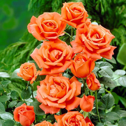 Fragrant Climbing Baby Orange Rose Flower Seeds