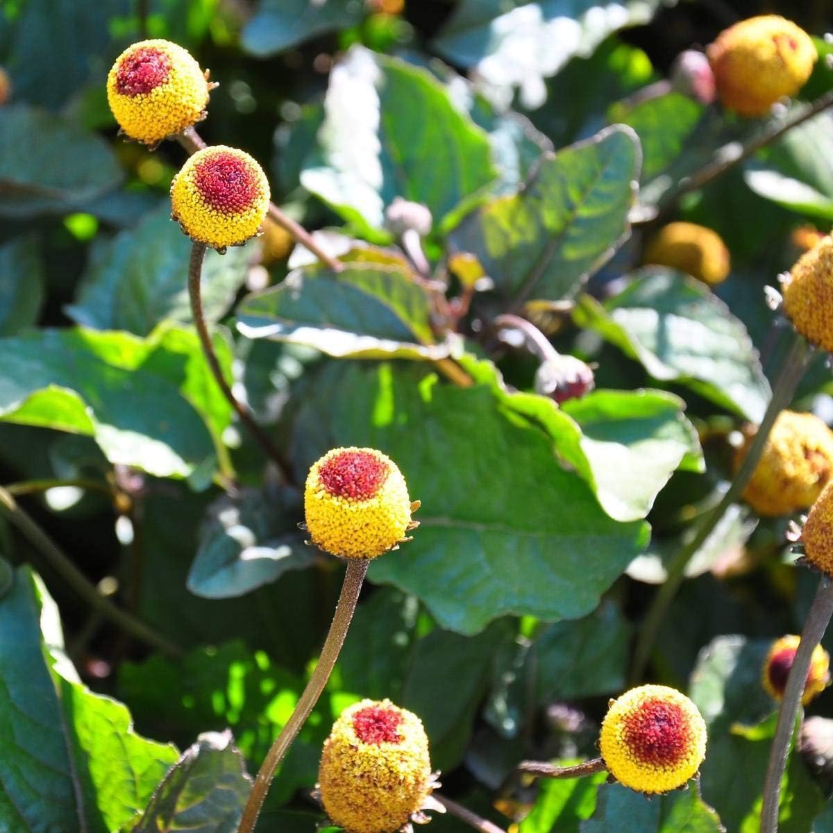 Paracress SpotFlower seeds for Planting - Colorful Display, Heirloom & GMO Free Seeds for Home Garden
 
 Sale for planting in home garden