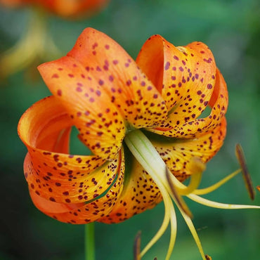 Orange Turk’s Cap Lily Flower Seeds