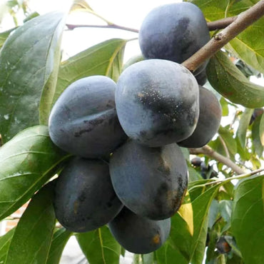 Diospyros Digyna Fruchtsamen