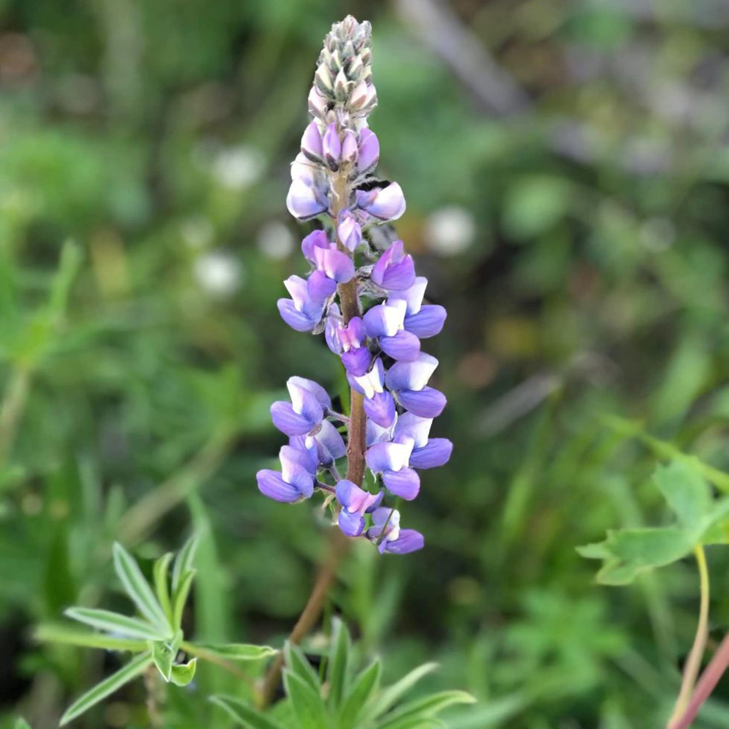 Lupinus Argenteus  Herb Seeds