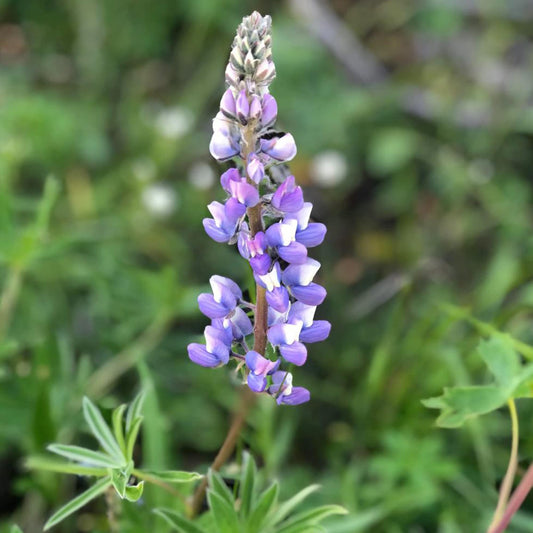 Lupinus Argenteus  Herb Seeds