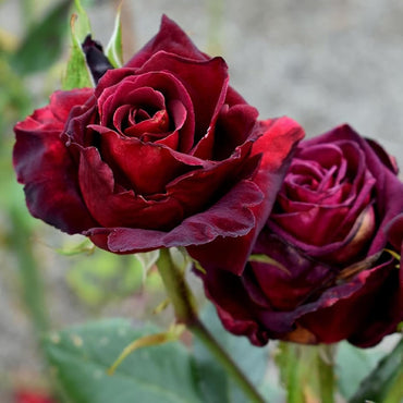Rosa Black Baccara Flower Seeds