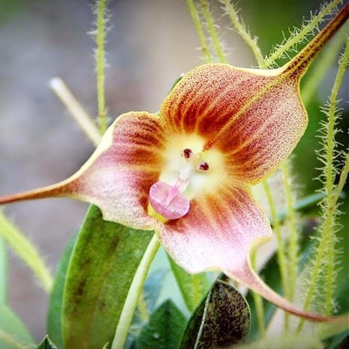 Brown Monkey Orchid Flower seeds for Planting - Cut Flower Favorite, Heirloom & GMO Free Seeds for Home Garden
 
 Sale for planting in home garden
