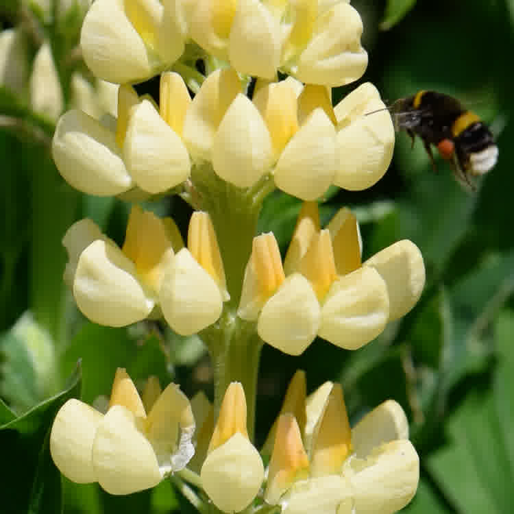 Lupine Wildflower Seeds yellow & white