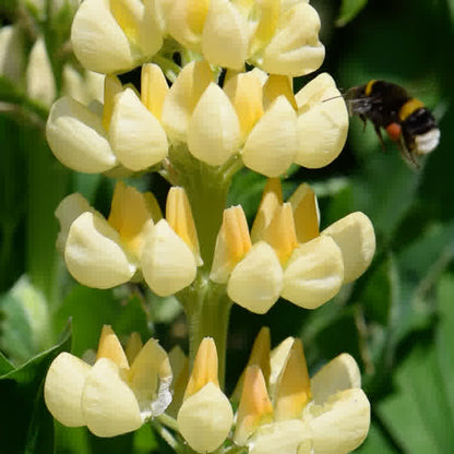 Lupine Wildflower Seeds yellow & white