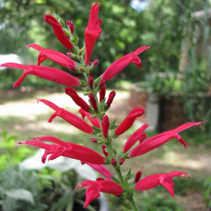 Pineapple Sage Flower Seeds