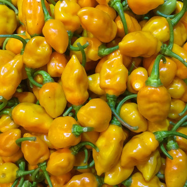 Graines de légumes de piment Datil