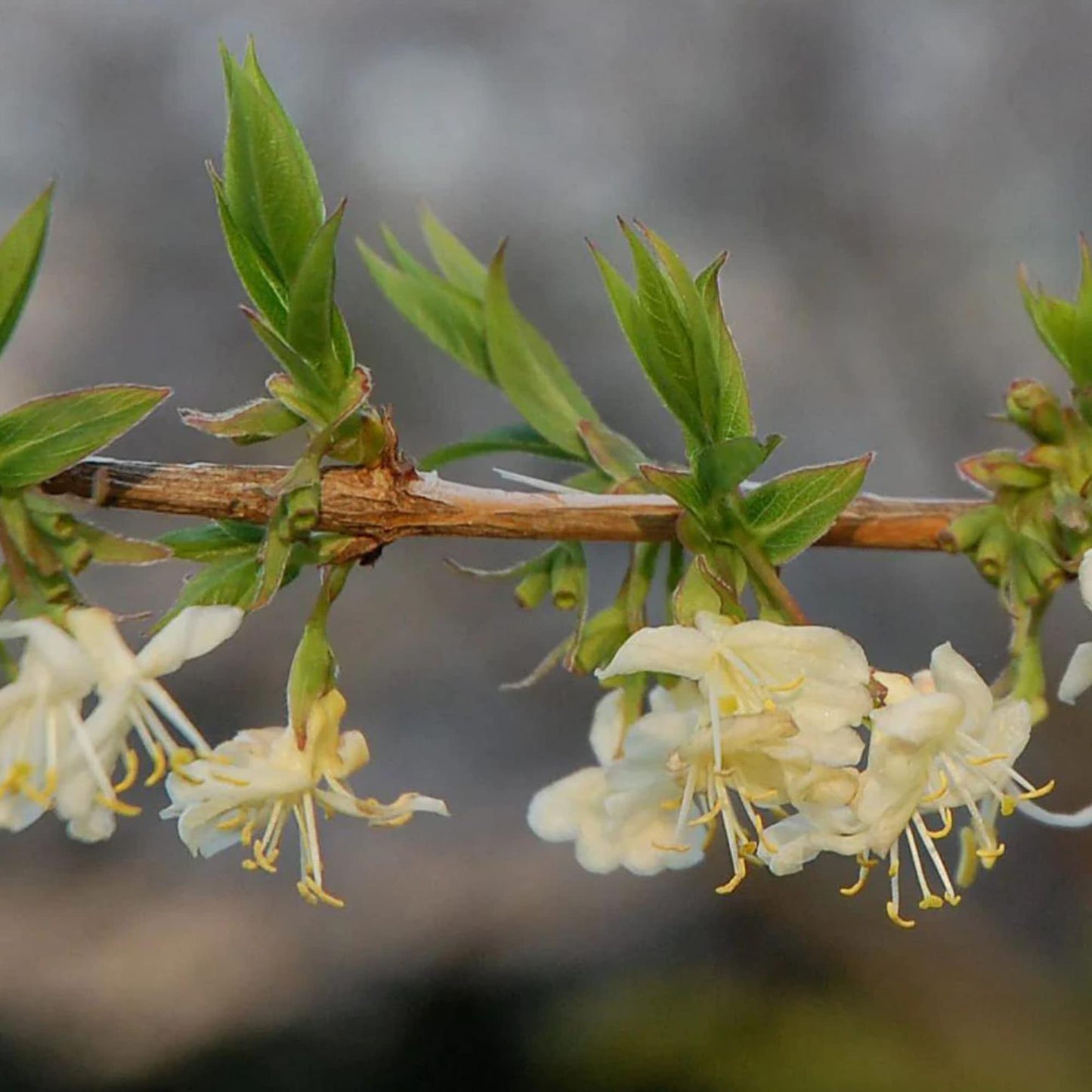 Winter Honeysuckle Flower Seeds