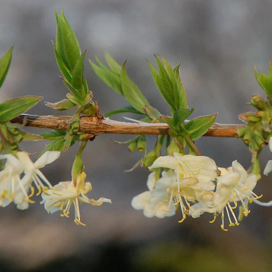 Winter Honeysuckle Flower Seeds