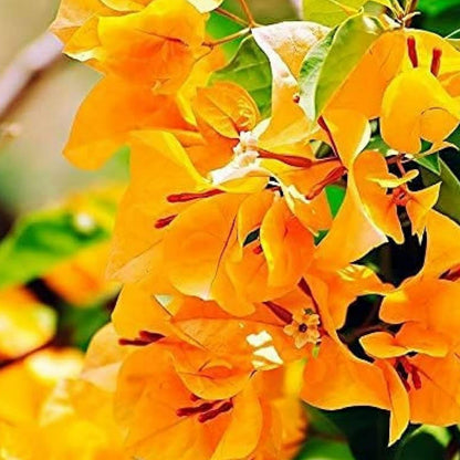 Bougainvillea Gelb-Lila Blütensamen zum Pflanzen – Kompakter Wuchs, Erbstücksamen & GVO-freie Samen für den Hausgarten