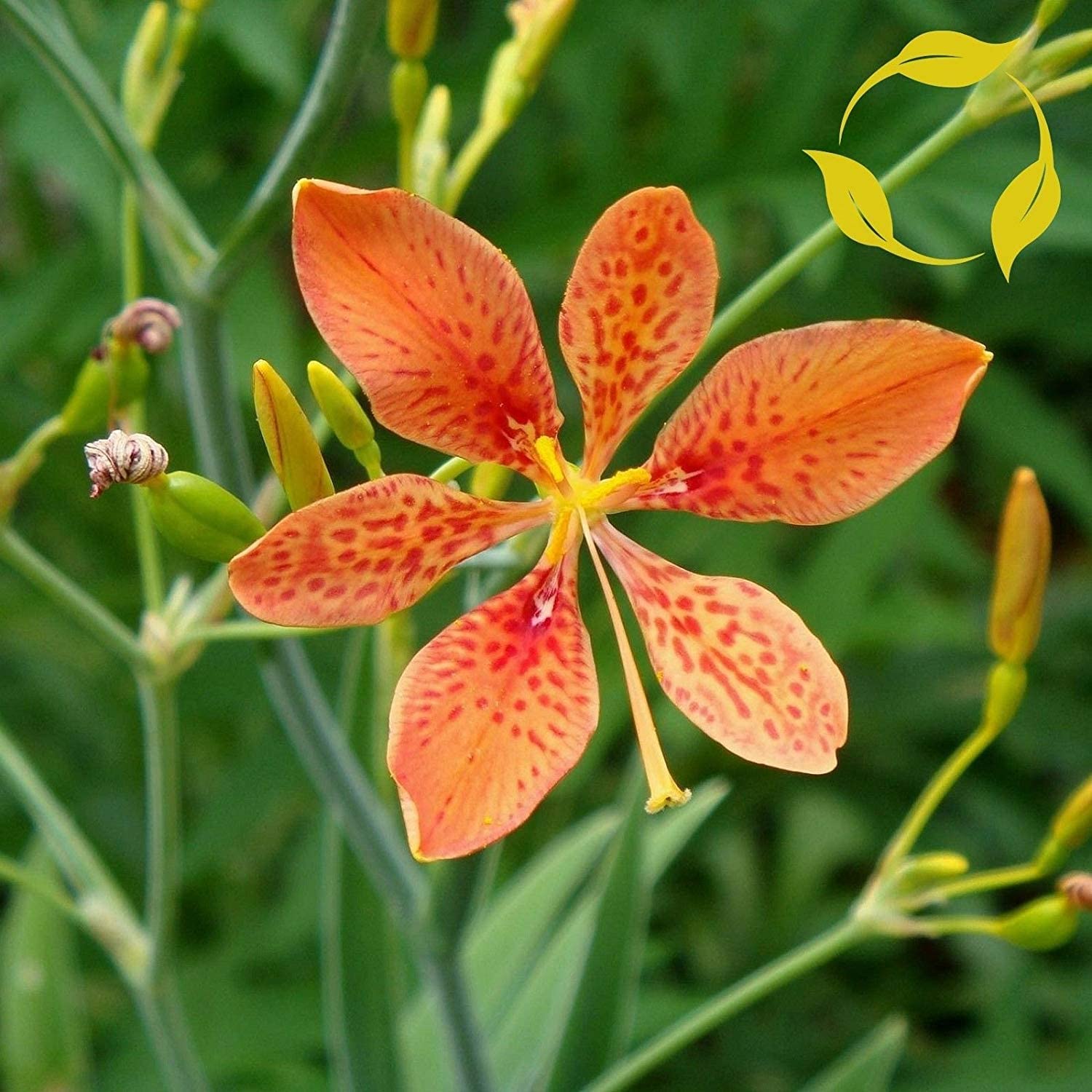 blackberry lily seeds planting Blackberry Lily Flower Seeds for Planting – Heirloom, Non-GMO, Perenni – Pure Asia Seeds